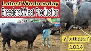 Wednesday Latest Update | Katta Mandi Lahore | Breeders Fighter And For Meat Bulls August 7, 2024