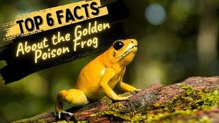 Facts About the Golden Poison Frog