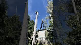  Expert Tree Removal in Calgary – Clearing Space Safely! 🪚