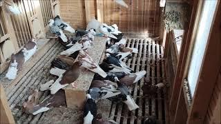 Jesień w gołębniku Zamoy Pigeons Loft