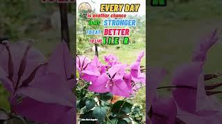Beautiful day everyone #shortvideo #shortsvideo #shortsviral #youtube #shorts #morningmotivation