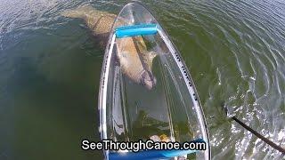 Manatee Chasing a Motorized See Through Canoe at Full Speed