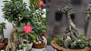 How to Care Adenium || Rourkela Gardening Vlog #rourkela #Adenium