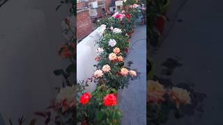 different types of roses , terrace gardening #flowers #garden #rose #nature #viralshort