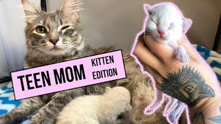 This young mama was still a kitten when she gave birth. Ugh. Now I'm raising both kittens!