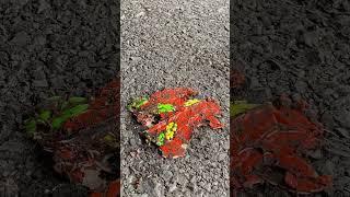 Crushing Crunchy & Soft Things by Car! EXPERIMENT Car vs lighters #shorts #asmr #asmrsound