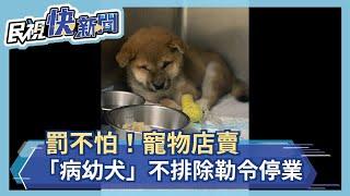 罰不怕！寵物店賣「病幼犬」 不排除勒令停業－民視新聞