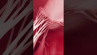  The Tricuspid Valve: Guardian of the Right Heart 