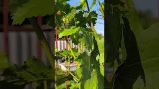правильное удаление пасынков на винограде #дача #сад #garden #виноградник #пасынкование #grape