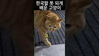 한국말로 싸가지 없다며 폭언하는 고양이