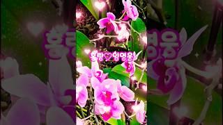 홍랑 #임영웅 #영웅시대 #감성힐링tv