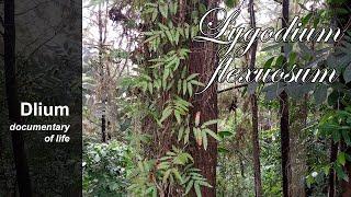 Flexuose climbing fern (Lygodium flexuosum) - part 2