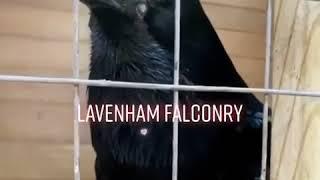 Lavenham falconry the raptor conservancy