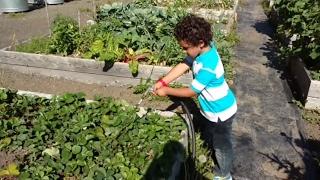6 y/o enjoys watering efficiently