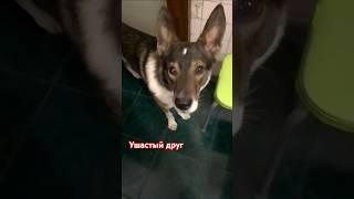 #собака #ушастик #рекс #мойдруг  #терминатор