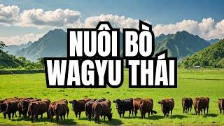 Kỹ Thuật Phát Triển Và Vỗ Béo Bò Wagyu tại Thái Lan Như Thế Nào?