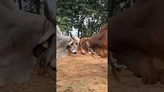 Red Bull vs White Bull Fight | Gir Cow Farm