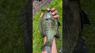 You know the bluegigi are big when you are comparing to your arm #fish #bluegigi #biggin