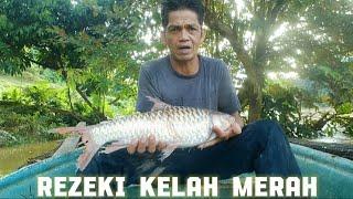 Rezeki kelah merah sungai kenong 