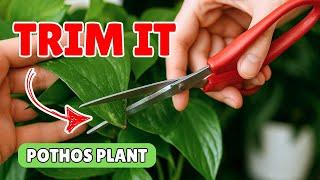 How to Trim Pothos Plant – 4 Different Varieties ️ 🪴