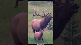 Huge Bull Elk Just Using Body Language During Rut