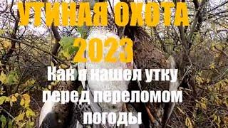 Утиная охота 2023. Октябрь балует теплой погодой.