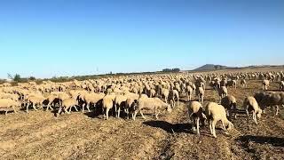 El serotipo 1 esta en casi toda Extremadura y el 3 entrando. Se necesita la vacuna urgente!!