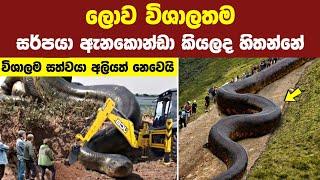 ලොව විශාලතම සතුන් 08 දෙනා | Top 08 Biggest & Dangerous Animals in the world