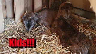 La Mancha Goat, Esther, Gives Birth To Two Amazing Kids!