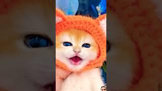 Little Memo Cat #cat #funny #cutecat #kitten #comedy #shorts