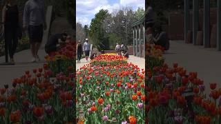 Explore the vibrant tulip display at the Denver Botanic Gardens. #spring #vacation #family #denver