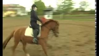 REITEN und ZUCHT-Video Reitlehre: Durchparieren vom Galopp in den Trab