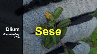 Sese (Sida alnifolia) - part 1