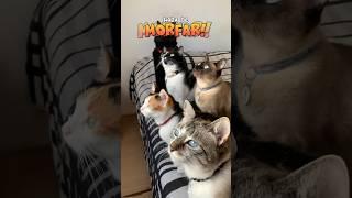 HORA DE MORFAR!  #gatalunacatarina #comedia #gatos