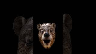 Funny hurax effect#hyrax#awawa#funny