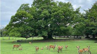 【Take a walk in Nara Park early in the morning】