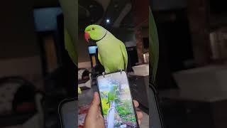 Mummy mai mithu  #parrot #talkingparot #talkingparrot #birds #talkingbird #greenparrot