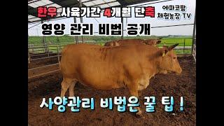 한우 거세우 사육기간 4개월 단축 하자(Let's shorten the Fattening Period of Castrated Korean Cattle up to 4 months.)