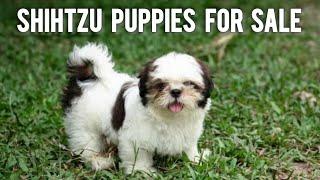 Shihtzu Puppies For Sale | shihtzu dogs | More Details On My Description.#trending#dog#shihtzu#puppy