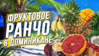 Обзор фруктов Доминиканы! Какие фрукты стоит покупать?