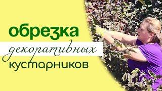 ОБРЕЗКА декоративных КУСТАРНИКОВ, на примере пузыреплодника