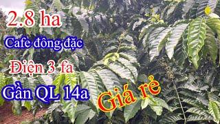 (Đã Bán ))gấp trong 1 tuần. 2.8 ha cafe đông đặc điện 3 fa nguồn thu mạnh gần quốc lộ 14a gần dân cư