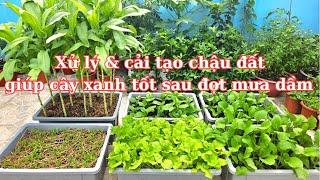 Xử lý và cải tạo chậu đất giúp cây xanh tốt sau những ngày mưa dầm