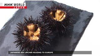 Japanese sea urchin heading to EuropeーNHK WORLD-JAPAN NEWS