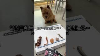 과연… 태오의 최애 간식은? #마태오 #반려견 #반려견일상 #강아지 #강아지브이로그 #doglife