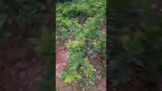 VƯỜN GIỐNG BƯỞI DIỄN, CAM CANH BẠC TỶ ĐẤT PHÚ DIỄN, GIÔNG CÂY ĐƯỢC TRIẾT CÀNH  LÂU NĂM: 096.239.2038