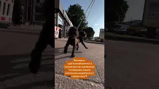 Соціалізація, супер результат! Висновок #грифон #pets #розплідник #puppy