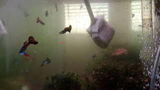 MAGLINIS NG AQUARIUM MAY SNAIL SA LOOB | Jing Jing vlogs