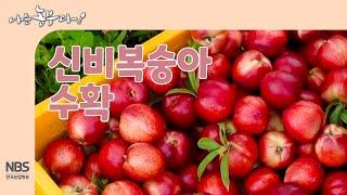 [나는농부다 257회] 신비복숭아 수확