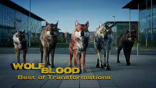 Best of Transformations 4.0  | Special | Wolfblood